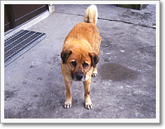 名物番犬(マサ)